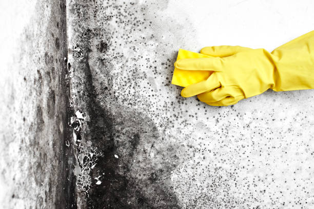 Best Biohazard Mold Removal  in Mikes, TX