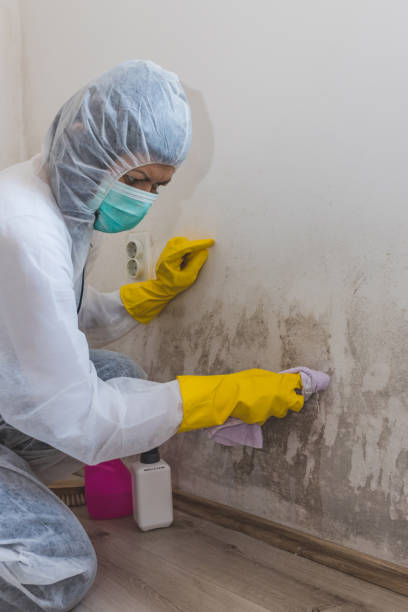 Trusted Mikes, TX Mold Removal Experts
